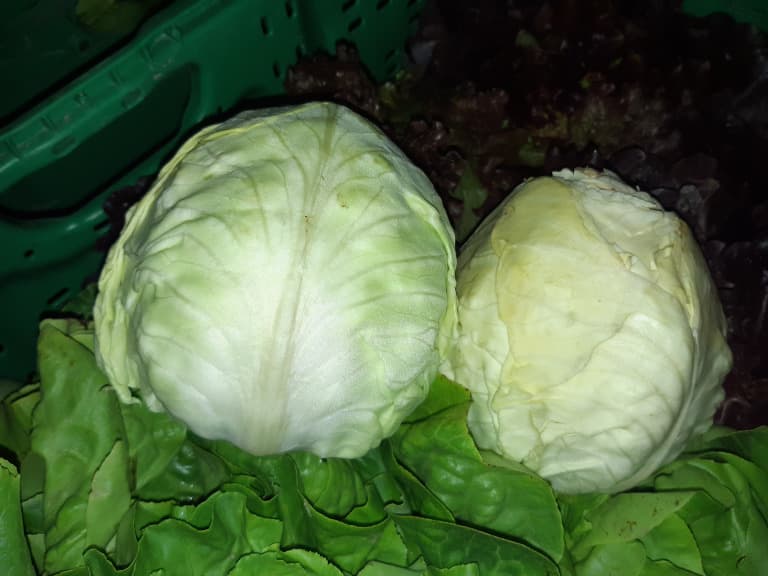 Kraut Weiß Spitz Stk. Bio ca. 300g (eher klein)