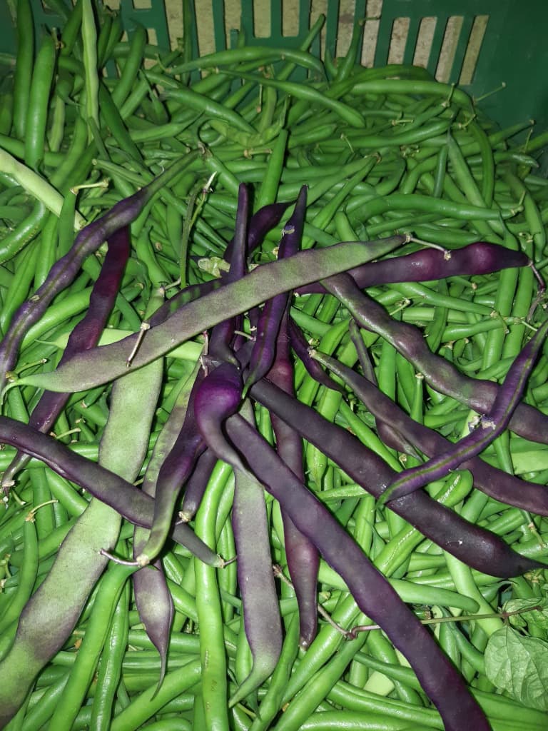 Fisole 250g Bio