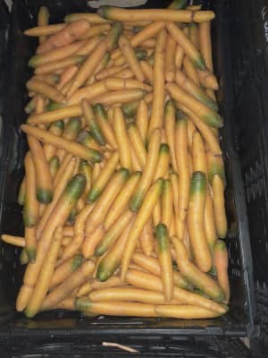 Gelbe Rüben (Gelbe Karotte) 500g Bio von Vielfalt Mader