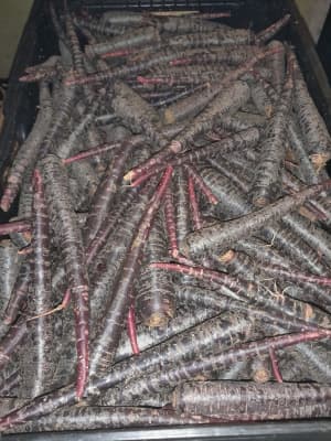 Karotte Violett 300g Bio von Vielfalt Mader