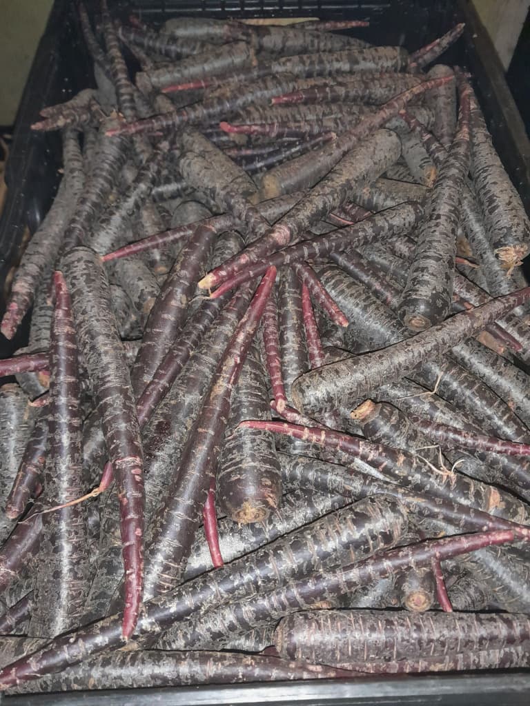 Karotte Violett 300g Bio