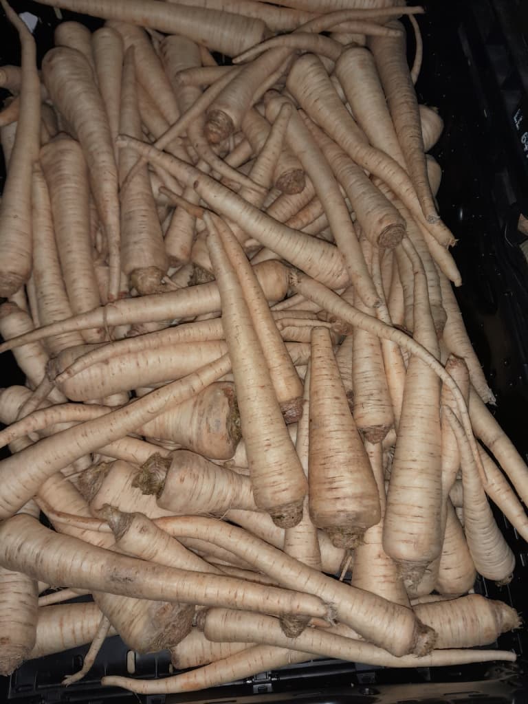 Petersiliwurzeln 300g Bio