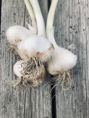 Bio Knoblauch von Luyderer Gemüse