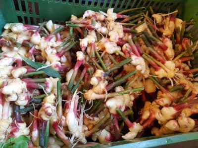 Ingwer 100g Bio von Vielfalt Mader