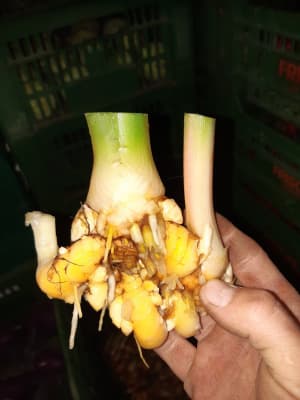 Kurkuma kg Bio 50g von Vielfalt Mader