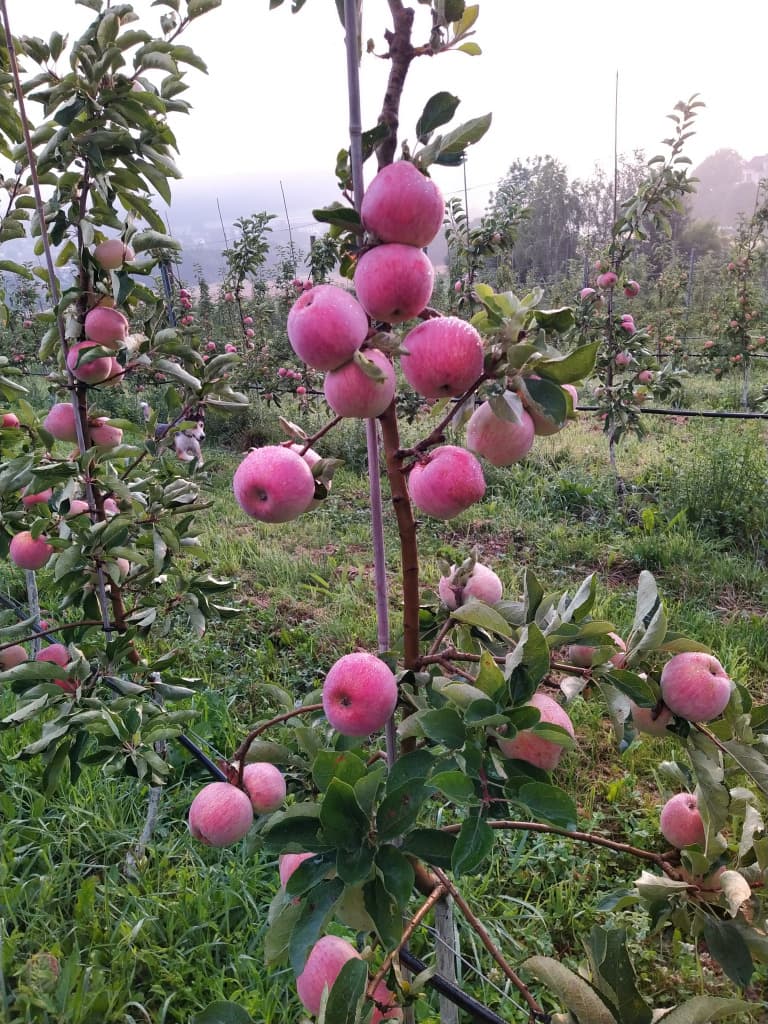 Bio-Äpfel frische Ernte Sorte "Piros" Kl.II
