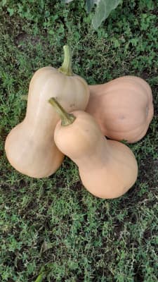 Bio-Butternusskürbis XL (>2 kg) von Biohof Jungbauer