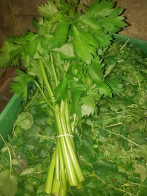 Stangensellerie Bund BIO 300g von Vielfalt Mader