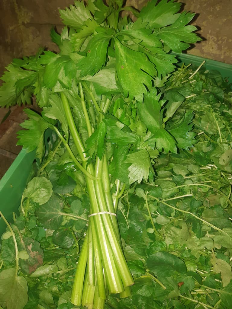 Stangensellerie Bund BIO 300g