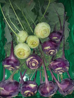 Kohlrabi Stk ca. 150g BIO von Vielfalt Mader