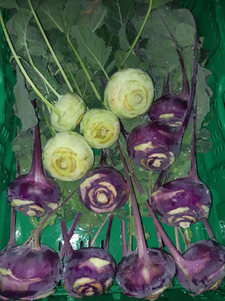 Kohlrabi Stk ca. 150g BIO