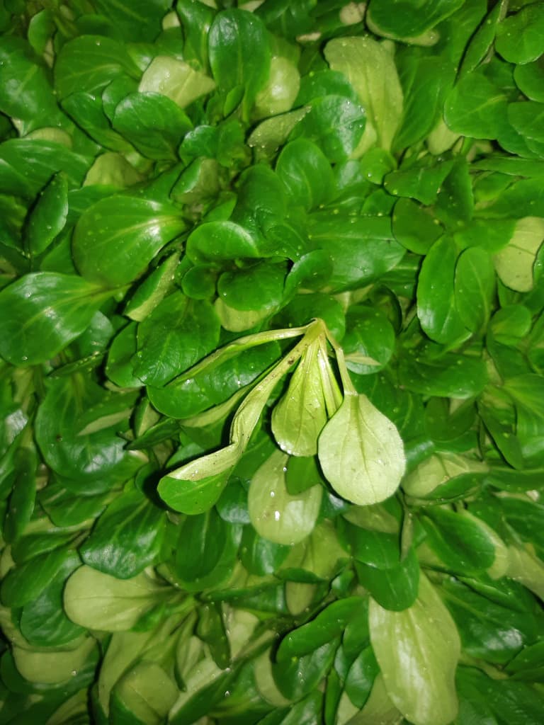 Vogerl / Feldsalat 100g BIO