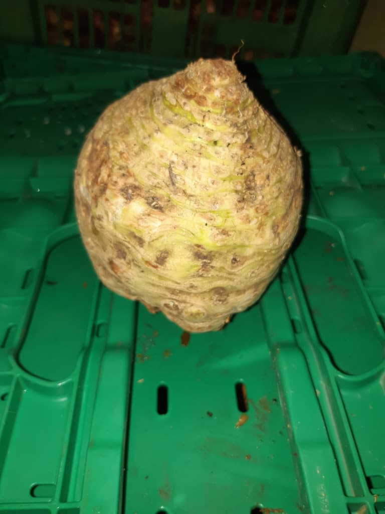 Sellerie Knolle 300g Stk. BIO