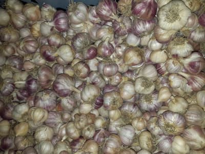 Knoblauch 150g Bio von Vielfalt Mader