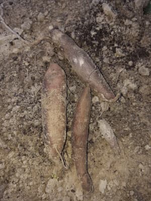 Yaconwurzeln 300g BIO von Vielfalt Mader