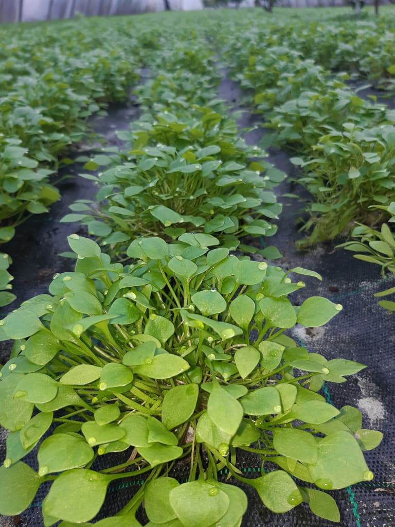 Winterportulak / Winterpostelein 100g BIO