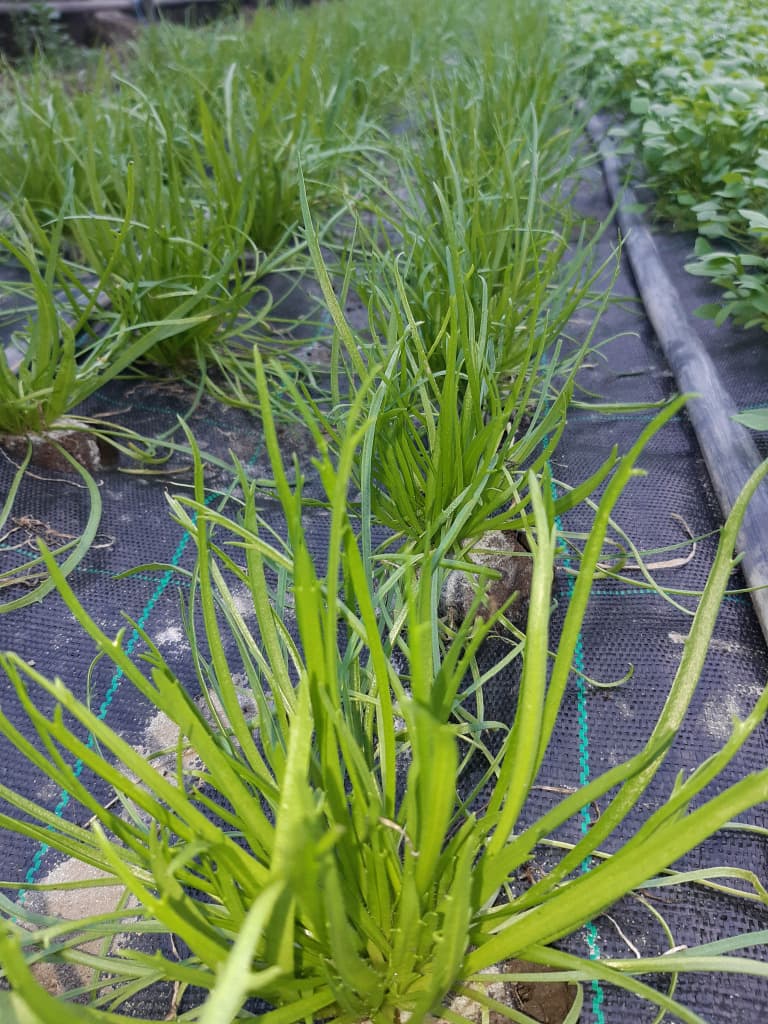 Hirschhornwegerich 100g BIO