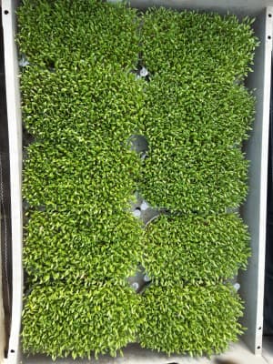 Sprossen Gartenkresse Tasse BIO von Vielfalt Mader