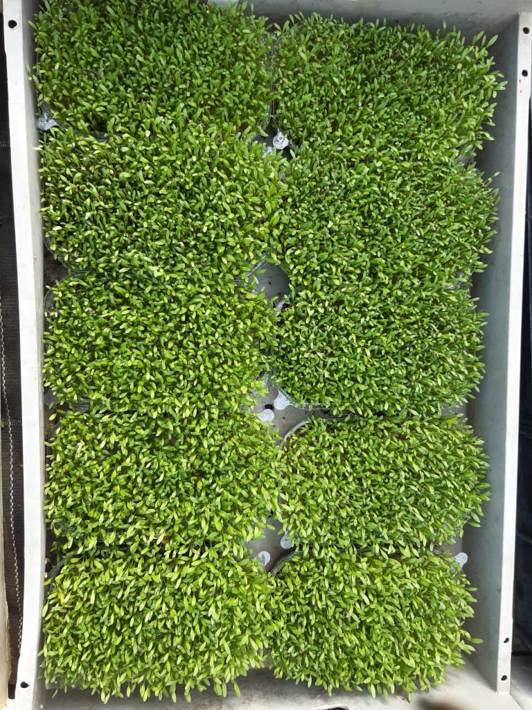 Sprossen Gartenkresse Tasse BIO