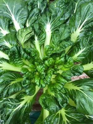 Bio Tatsoi von Gärtnerei Fleischhacker