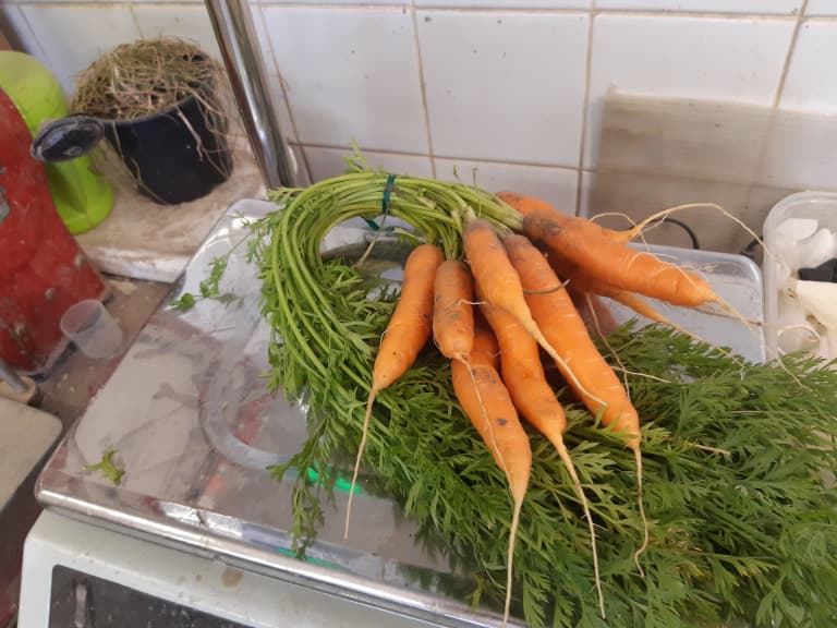 Karotten Bund 200g Bio