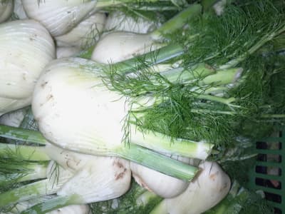 Knollenfenchel 250g BIO von Vielfalt Mader