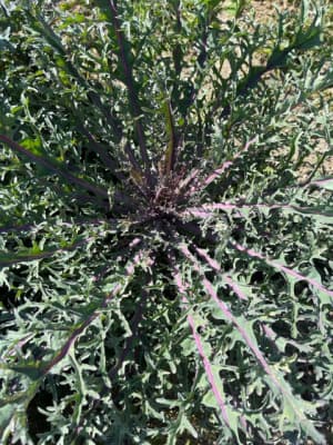Bio Federkohl rot von Gärtnerei Fleischhacker