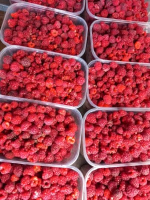 Weinviertler Bio Himbeeren - vorgefroren zum Einkochen von Biobeerengarten Hummel OG