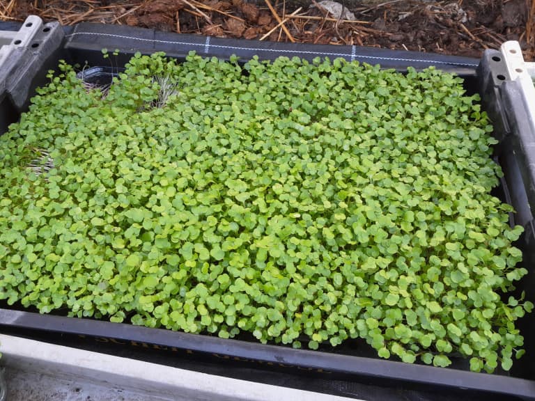 Sprossen Rucola Bio Tasse