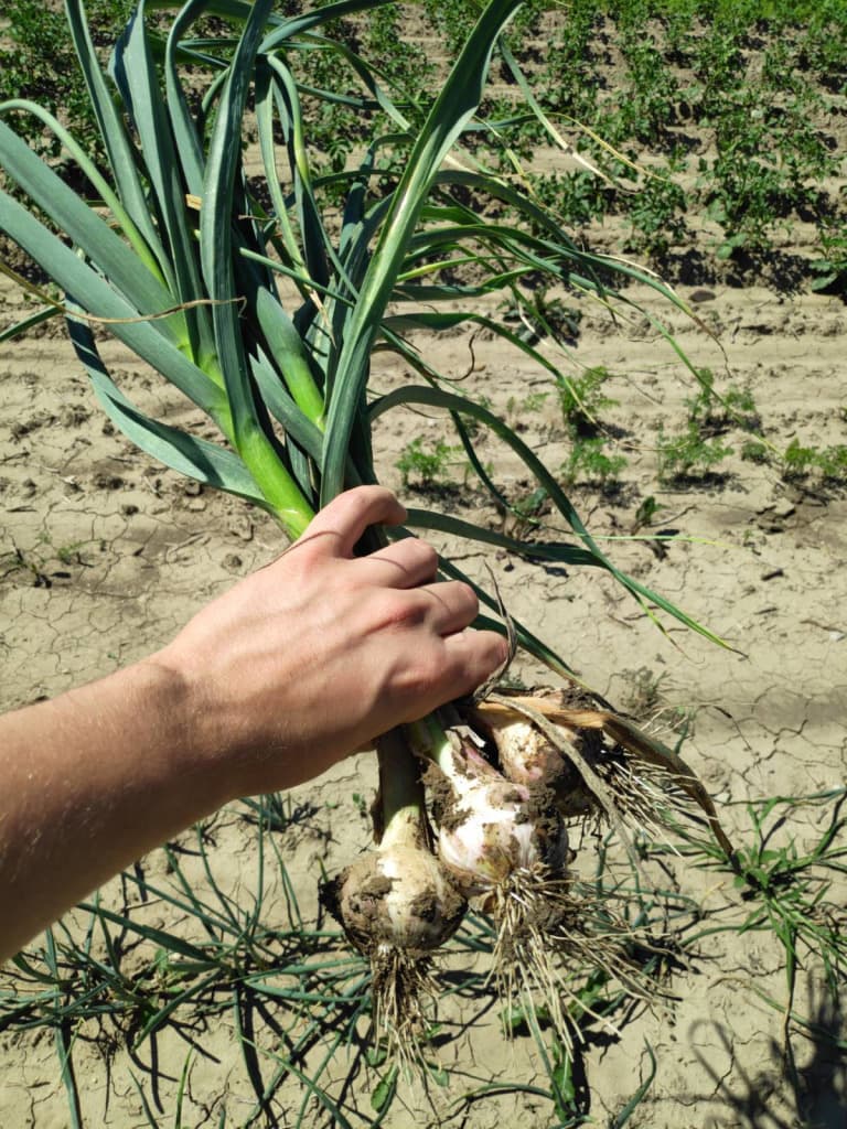 Frischer junger Bio Knoblauch im Bund