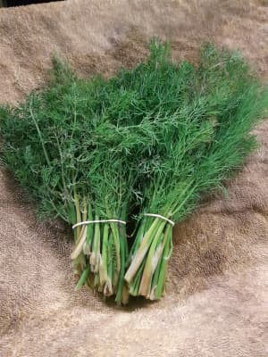 Dill BD Bio von Vielfalt Mader
