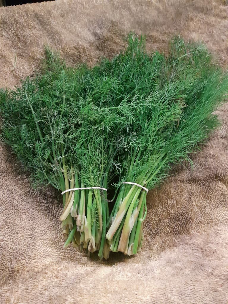 Dill BD Bio
