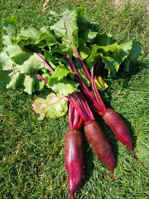 BIO-Rote Rübe 1 kg von Biohof Jungbauer