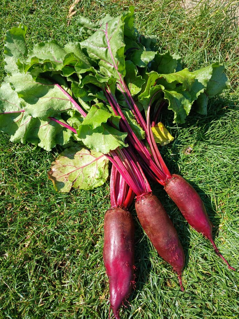 BIO-Rote Rübe 1 kg