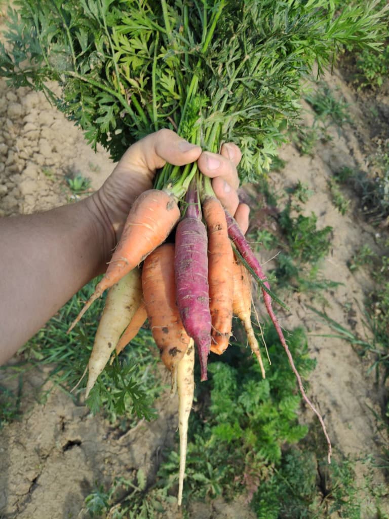 Bio Bunte Karotten Mischung im Bund (frisch vom Feld geerntet)