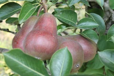 Birnen "rote Williams" von Obstbau Samm