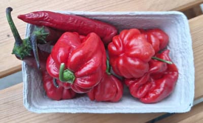 Bio Pfefferoni Mix mild von Luyderer Gemüse
