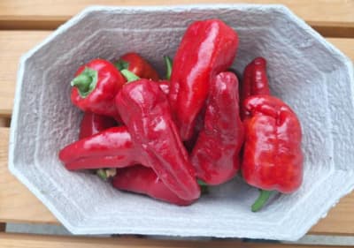 Bio scharfer Paprika Mix "Teuflisch" scharf von Luyderer Gemüse
