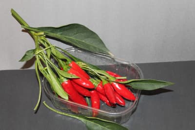 Chilies scharf von Obstbau Samm