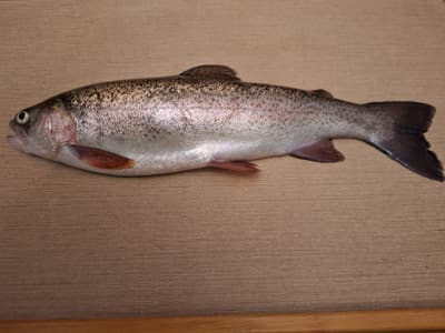 Lachsforellen im Ganzen von Naturteichfische Lehofer
