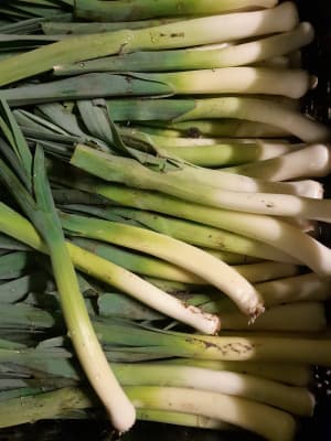 Lauch kg lose 500g Bio von Vielfalt Mader