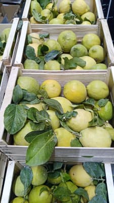 Bio Zitrone Sfusato Amalfitano (kernlos) von Bio Orangello