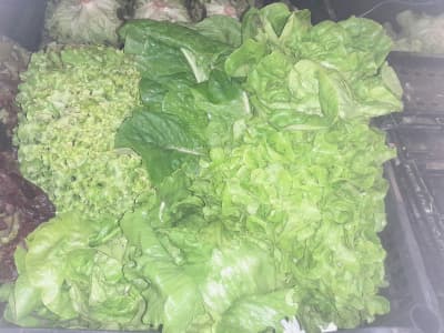 Salat Grün (Sorte je nach Saison) 200g Bio von Vielfalt Mader
