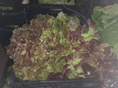 Salat Rot 200g Bio (Sorte je nach Saison) von Vielfalt Mader