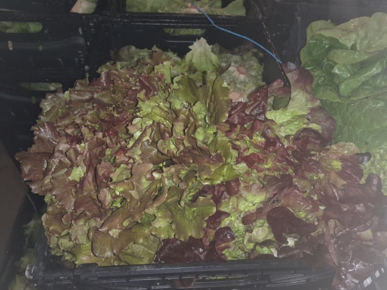 Salat Rot 200g Bio (Sorte je nach Saison)