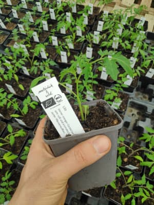Bio Cocktailparadeiser Naschparadeiser "Lillit" Jungpflanze von Luyderer Gemüse