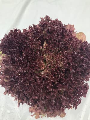 Bio Batavia rot von Gärtnerei Fleischhacker