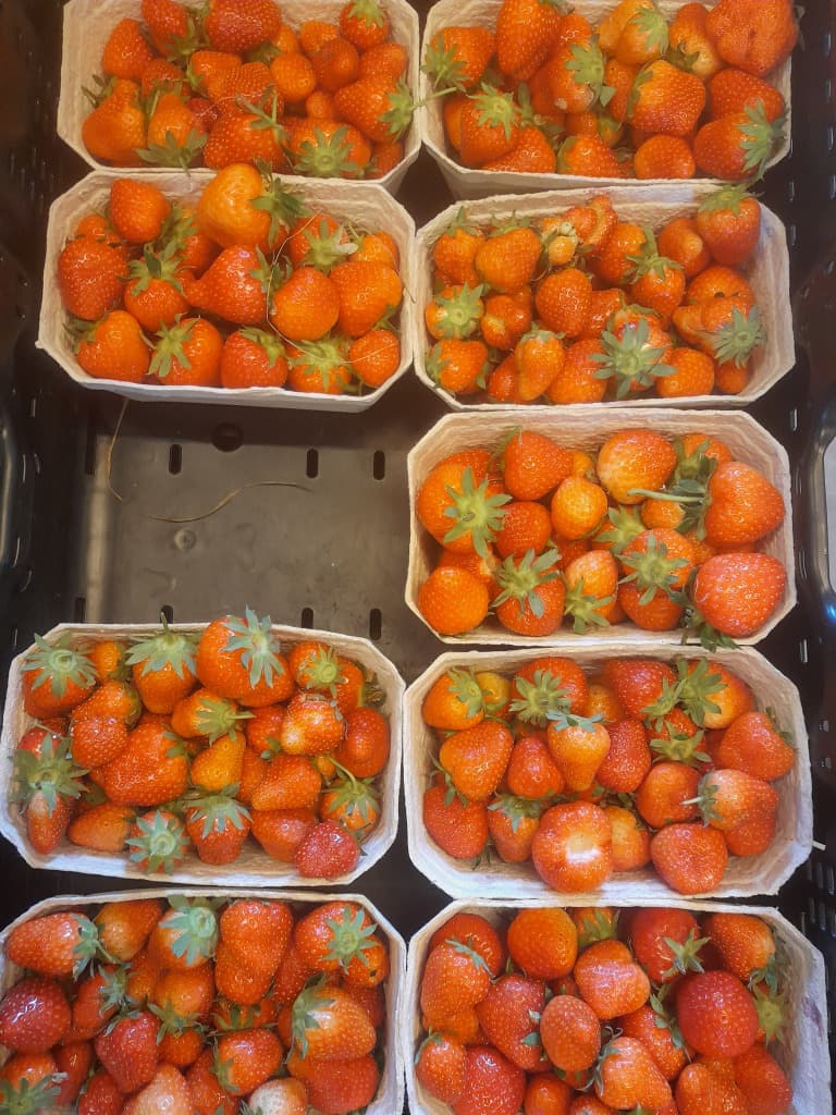 Erdbeeren 500g Bio