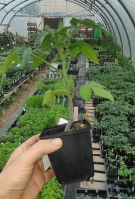 Bio Grüne Salattomate "Green Zebra" Jungpflanze von Luyderer Gemüse