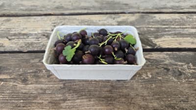 Bio Jostabeeren von Biohof Wechselauer